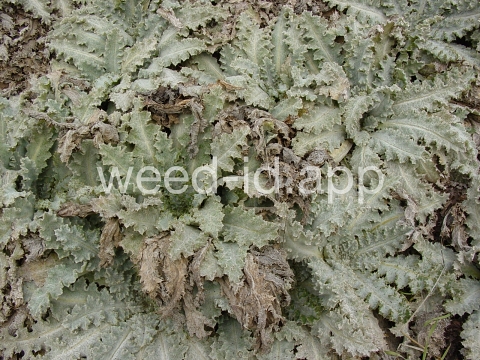 thistle, Scotch